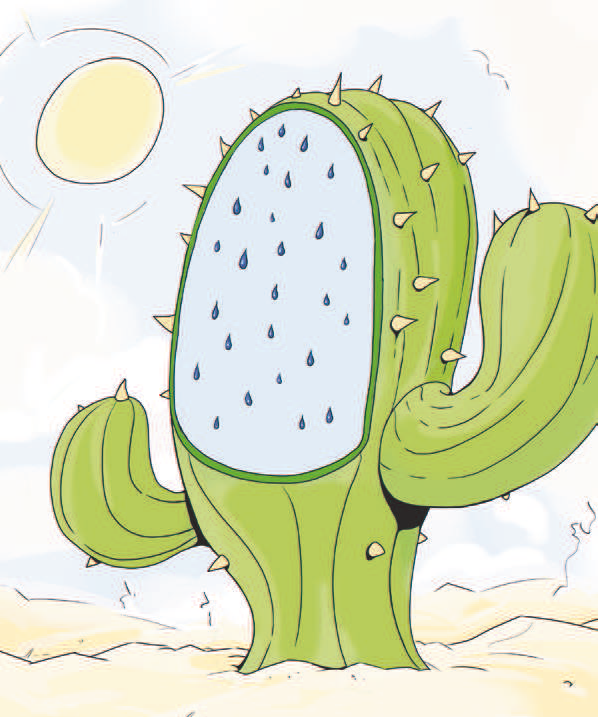 Majrex cactus